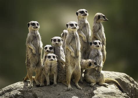 Meerkats Family Novibet